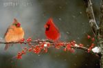 oiseaux sur branche en hiver