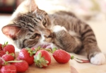 chat aux fraises
